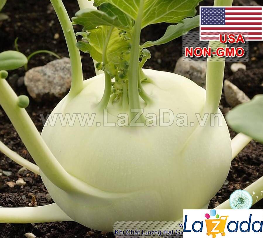 1Gr Hạt Giống Su Hào Trắng USA (A1.204| B30*W31*M165)