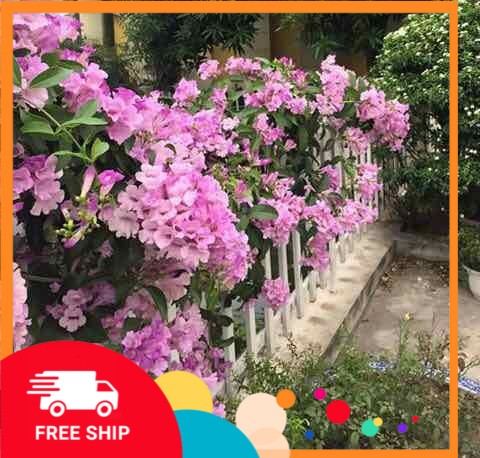 Hoa leo Lan Tỏi lớn