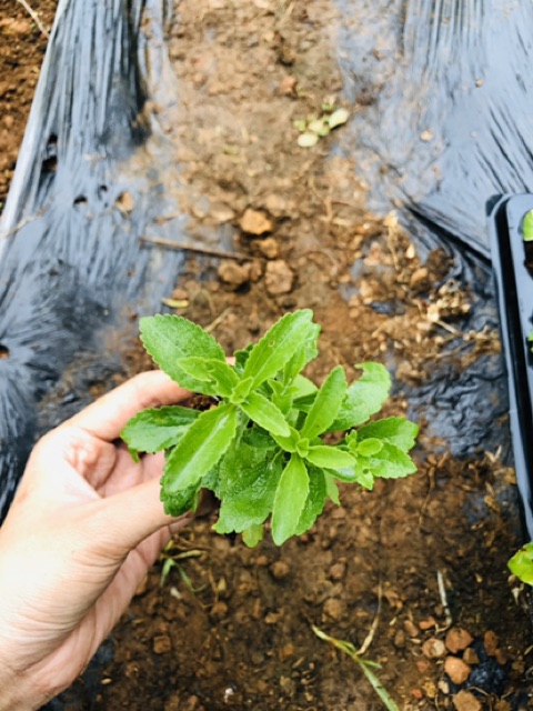 🌱🌱🌱Cỏ Ngọt (nhỏ-lớn)