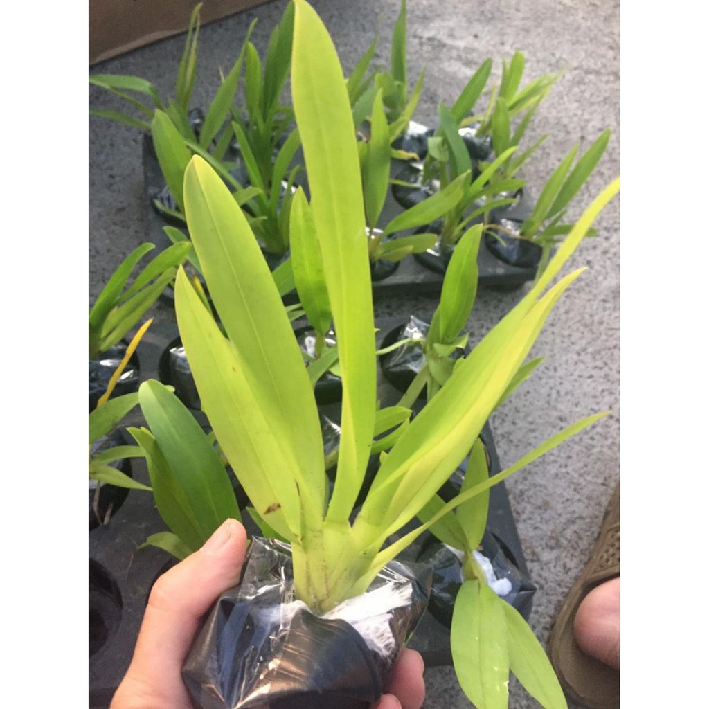 [FREESHIP - Xả Khô Máu] hoa phong lan vũ nữ cam lửa [ TẶNG 02 Cây QUẾ giống]