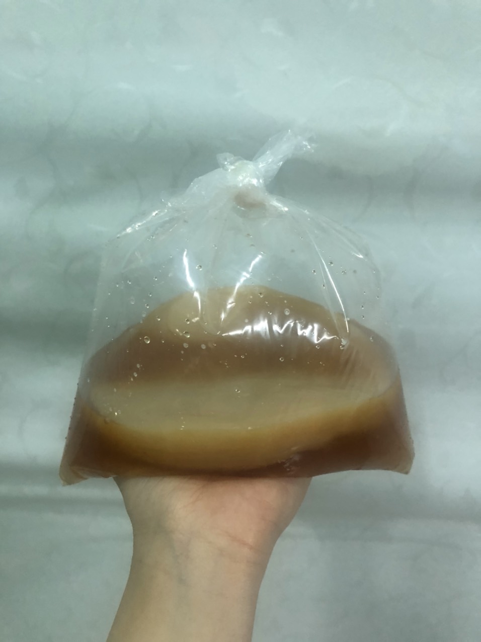 Con men Scoby kèm nước mồi làm trà Kombucha