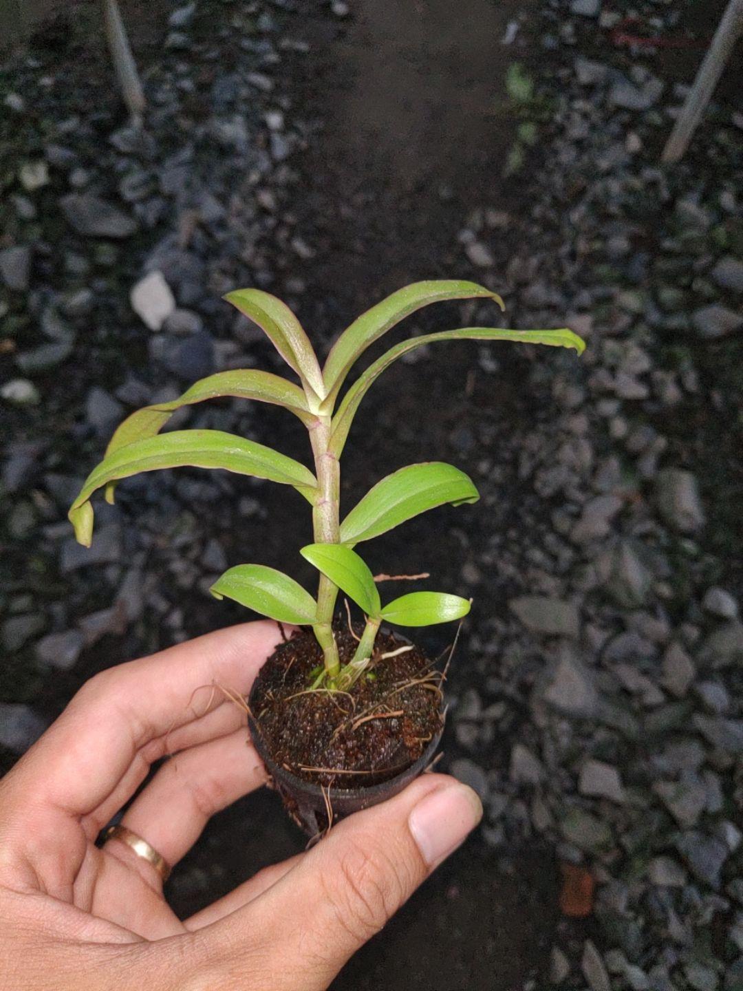 Giả hạc Nù Hồng Cánh Sáp - Cây con