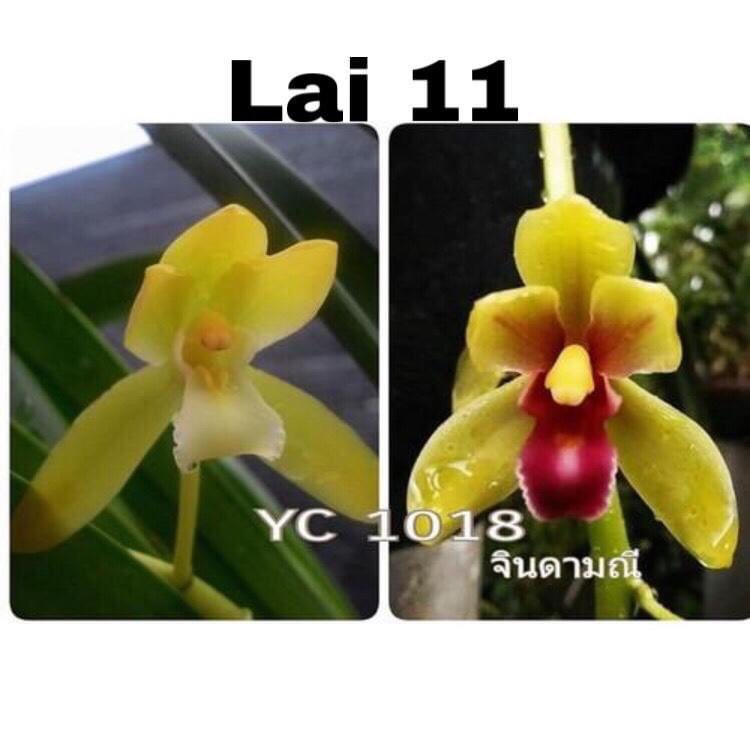 1 THÂN HOA LAN KIẾM THÁI LAN - MẶT HOA XỔ SỐ