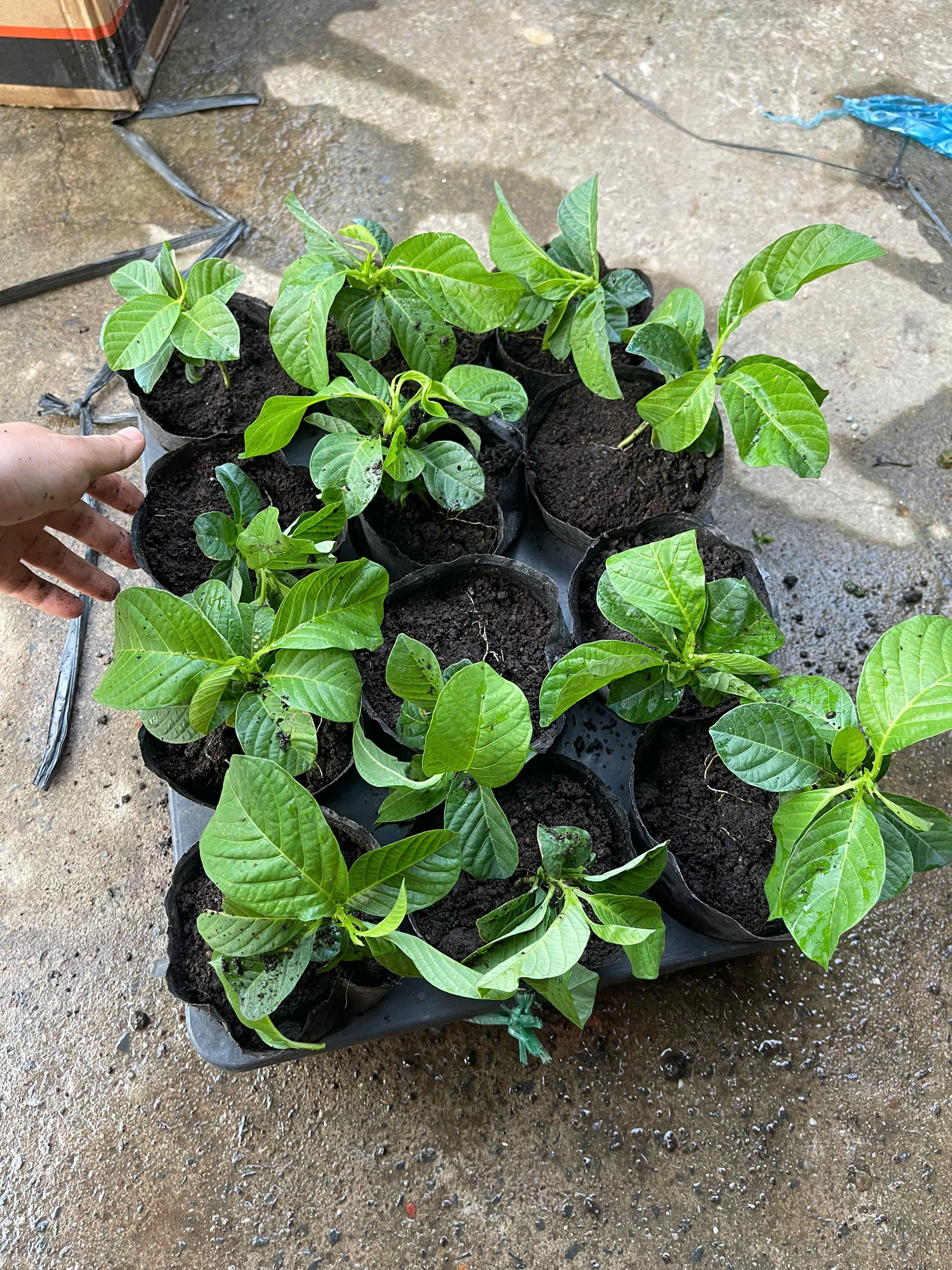 Chậu cây giống dưa tây