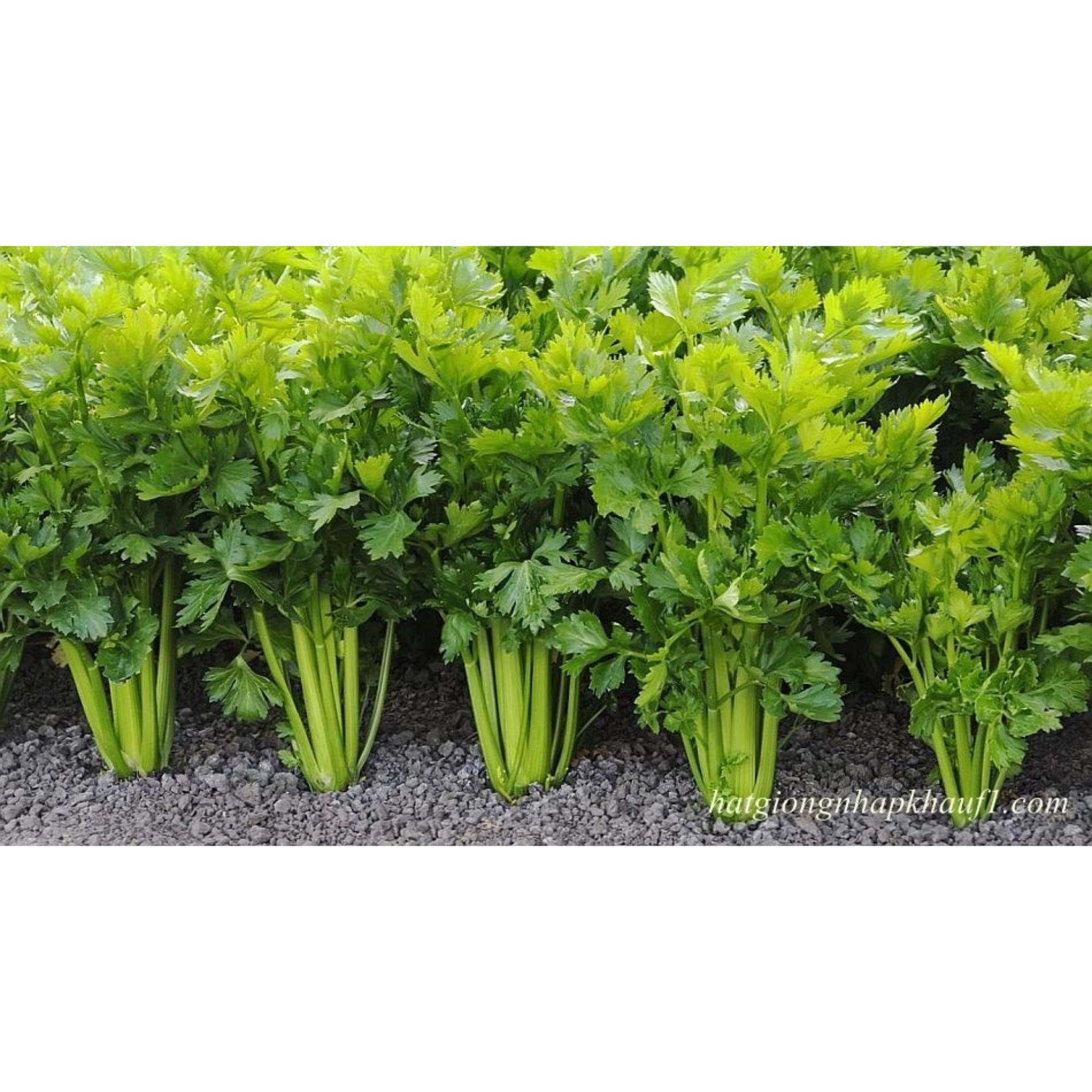 10g Hạt giống Cần tây