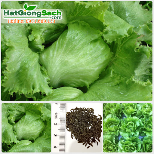 Hạt giống xà lách cuộn Minetto 2gr (xà lách giòn)