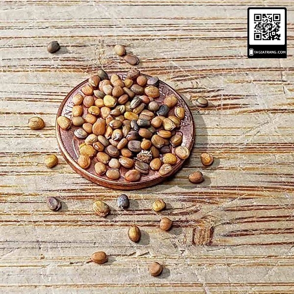Hạt giống rau rocket (rau Arugula) - Gói 1g