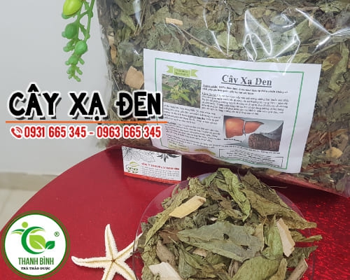 Cây Xạ Đen 500G Khô Loại Đặc Biệt - Đông Y Thanh Bình