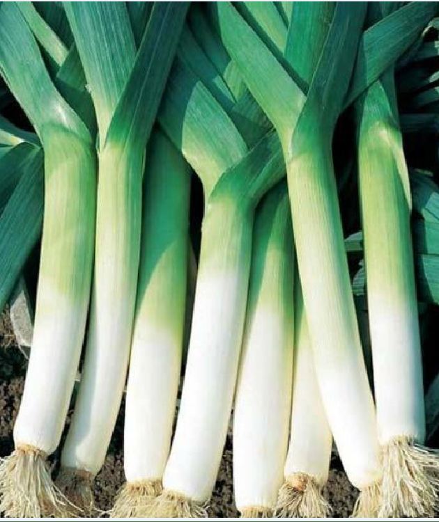 Hạt giống tỏi tây (BARO HÀNH) - Gói 1gram