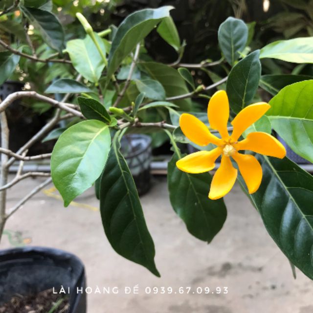 Lài hoàng đế