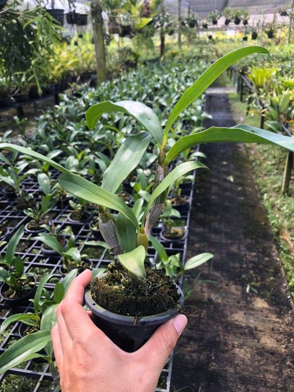 Lan Kiều Trắng Trắng - Đột Biến
