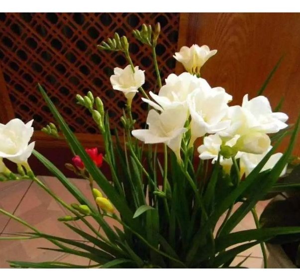 Củ giống hoa lan nam phi hoa màu trắng - 1 củ