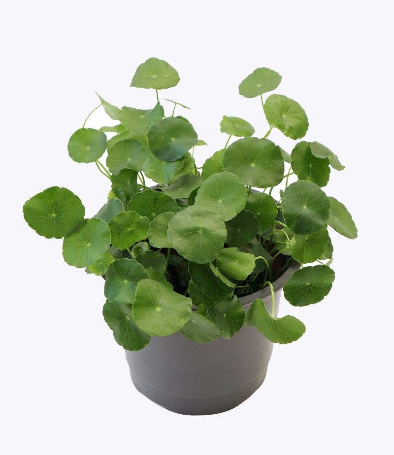 Hạt giống rau má nhập khẩu thái lan