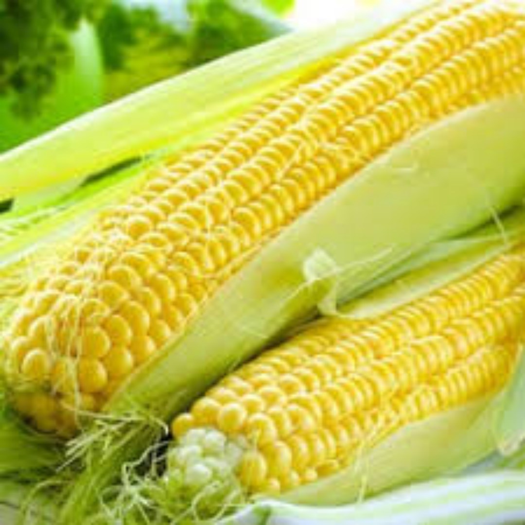 Hạt Giống Ngô Ngọt Túi 100 gram. Khoảng 700 Hạt Loại Chất Lượng Cao - Nhiều Dinh Dưỡng.