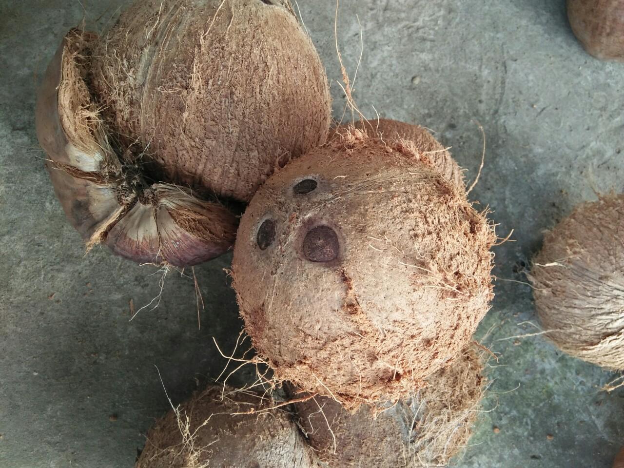Dừa khô nguyên trái ( dừa già)