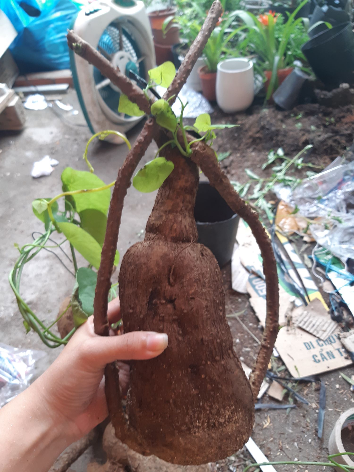 củ bình vôi