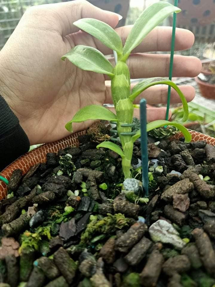 Lan Phi Điệp 🍀FREESHIP🍀 5 Cánh Trắng Phú Thọ [ Ươm Kie ]