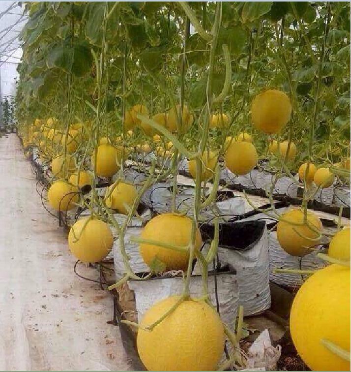 Hạt giống dưa lưới vỏ vàng - 1 gói 10 hạt - VTNT