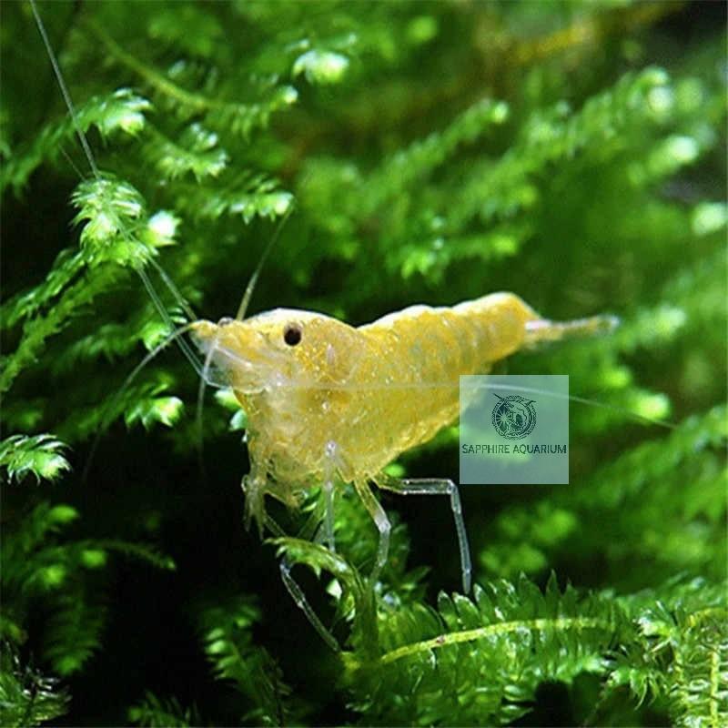 Thức ăn cho tép Benibachi Amino Version Promium Shrimp
