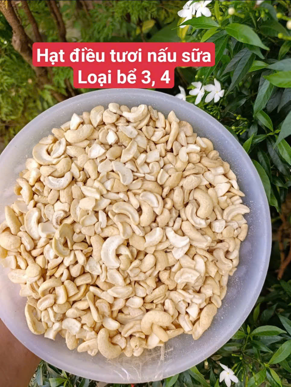 500gr fresh cashew milk-cooking cashew (raw cashew Kerrs)