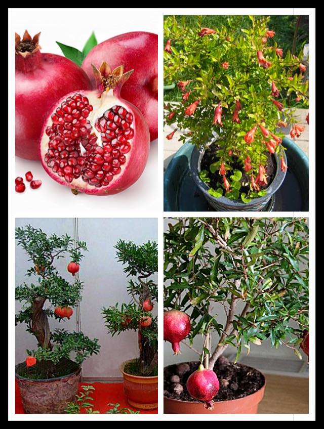 Hạt giống cây lựu lùn ( lựu bonsai )  "10 hạt.gói"
