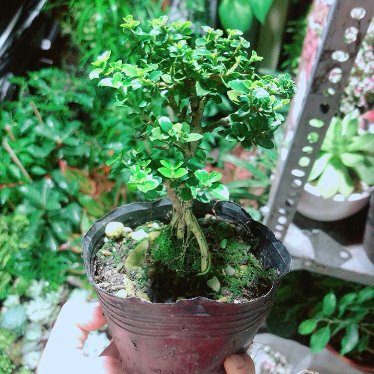 Cây Sam Hương (cao 12cm, ngang 7cm)