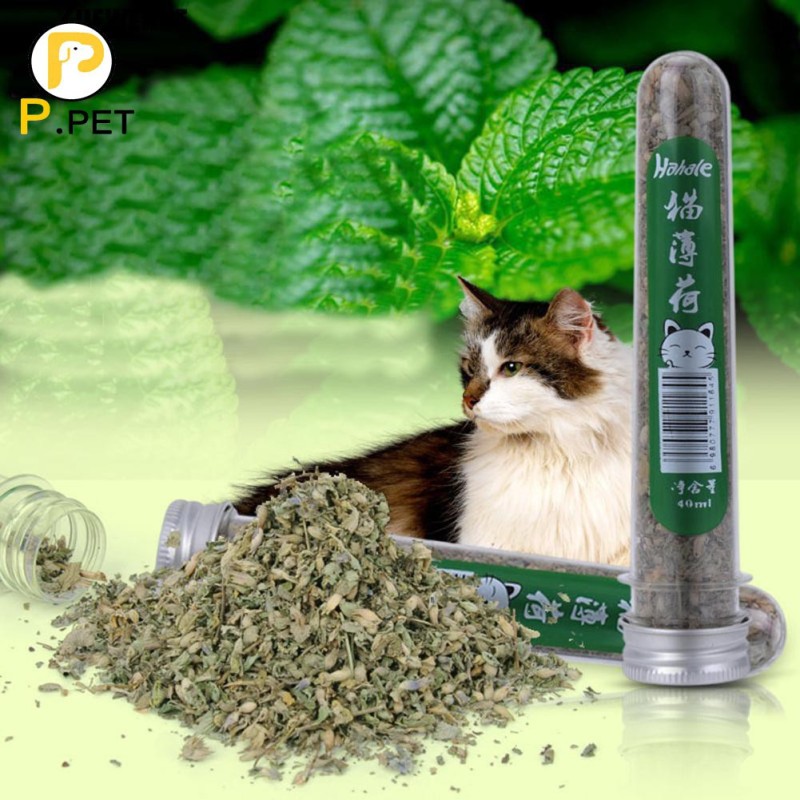 HCM- Cỏ mèo (tuyp 40ml) Đồ chơi cho mèo ngửi và gặm hạn chế búi lông tắc ruột trên mèo tên khác- catnip mèo - bạc hà mèo gói hạt giống / tuyp cỏ mèo khô / hộp cỏ ---Phân loại