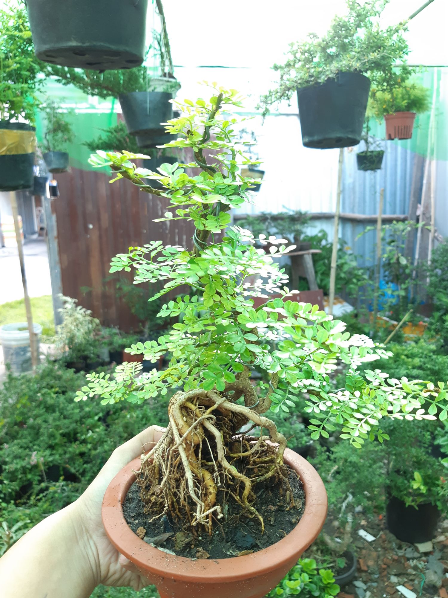 cần thăng bonsai TẶNG CHẬU