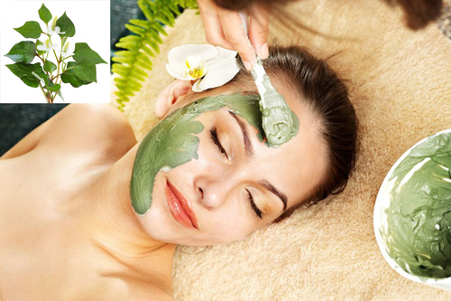BỘT DIẾP CÁ NGUYÊN CHẤT 50G