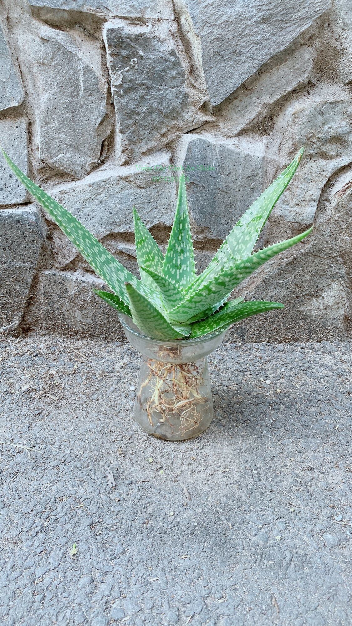 Chậu cây nha đam thái