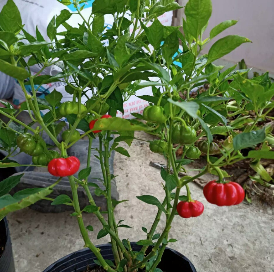 Hạt ớt bí ngô Thái Lan (gói 30 hạt)