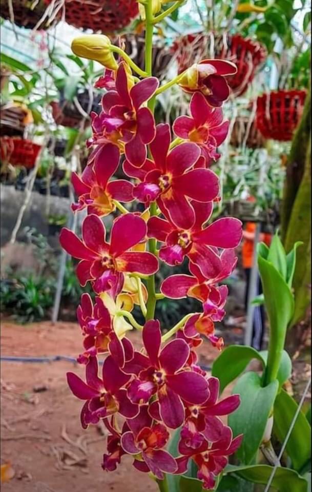 HOA LAN DENRO BURANA MẶT TRỜI ĐỎ