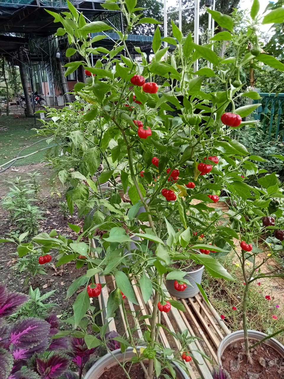 Cây ớt bí ngô (pumpkim pepper)
