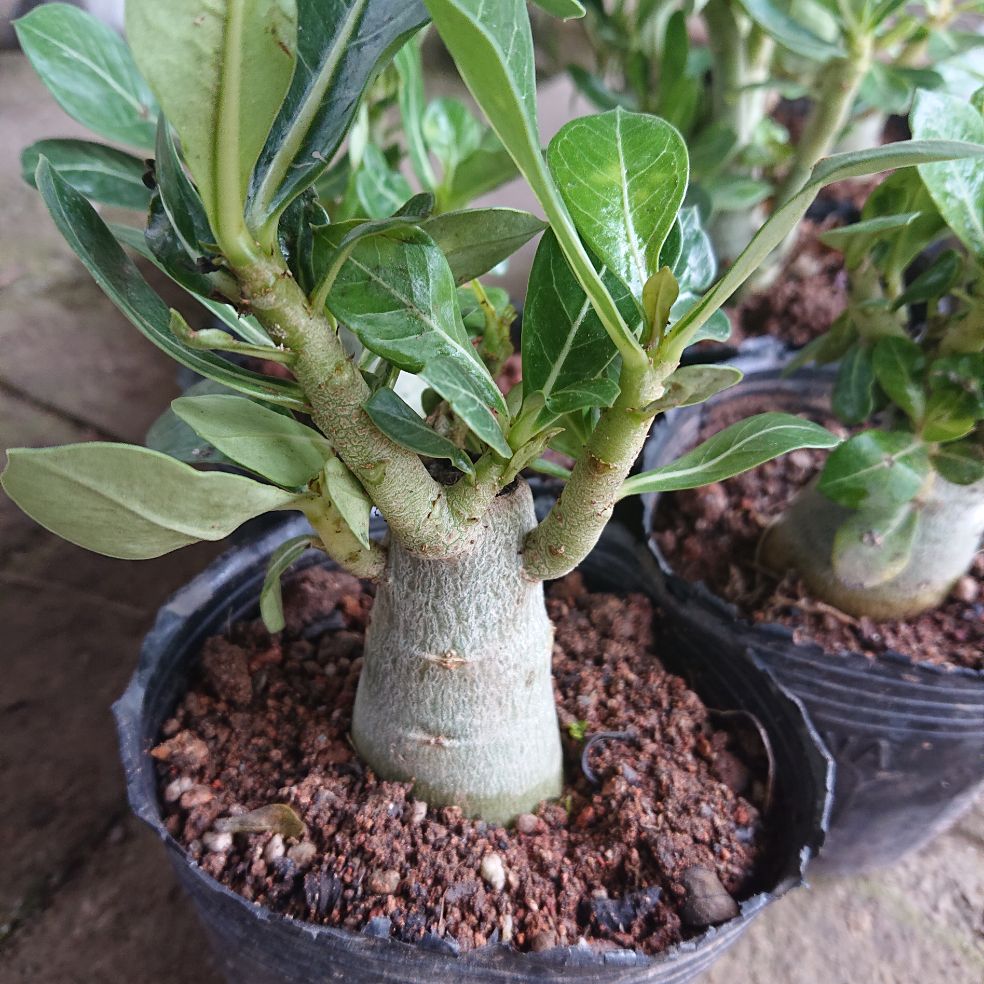 Cây găng nếp làm thạch (cây găng gai )- cây giống