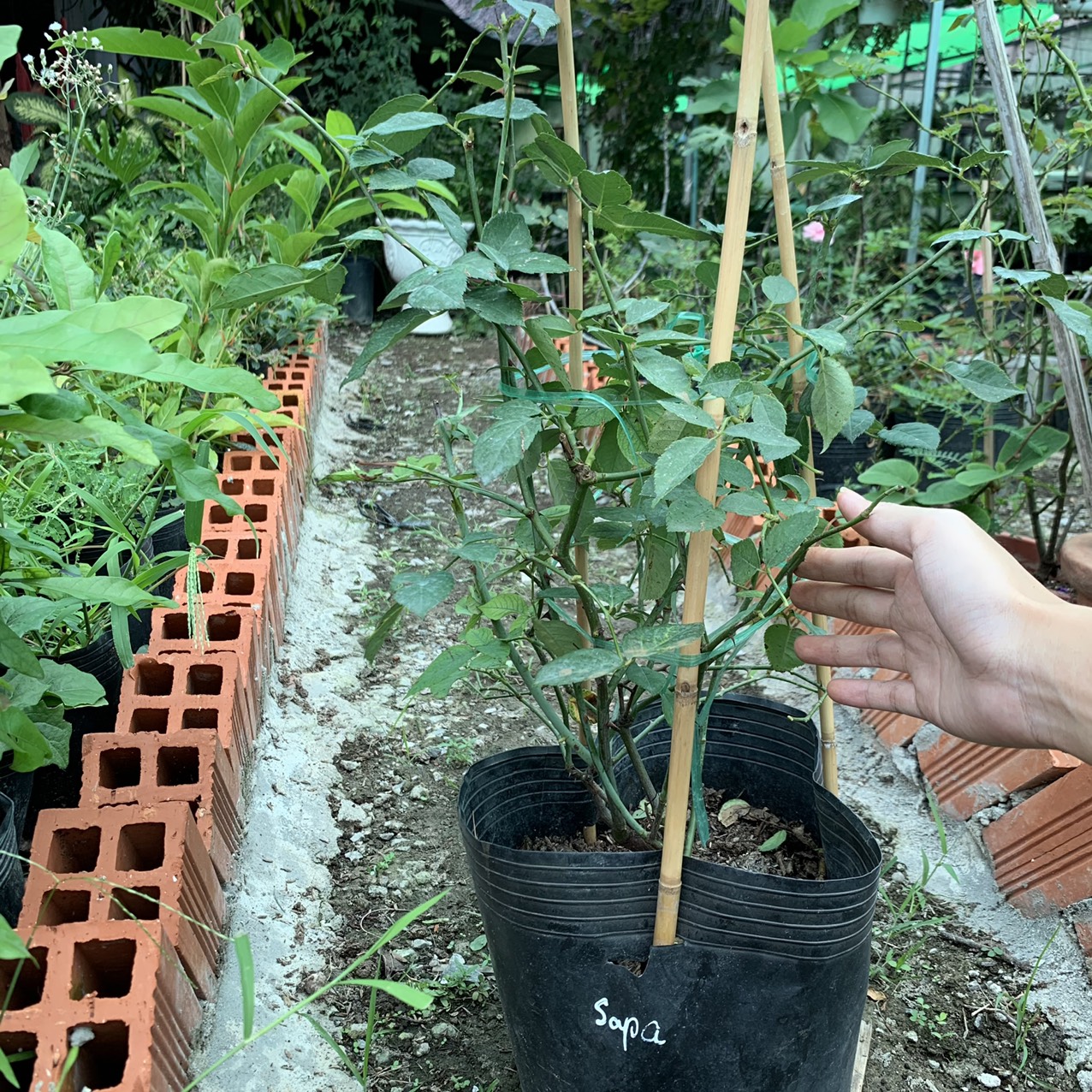 [Cây giống hoa] Hồng bụi Cổ Sapa size chậu C10