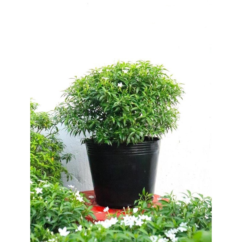 [Chuẩn Giống F1] BẦU CÂY GIỐNG MAI VẠN PHÚC( CÂY MAI TIỂU THƯ)