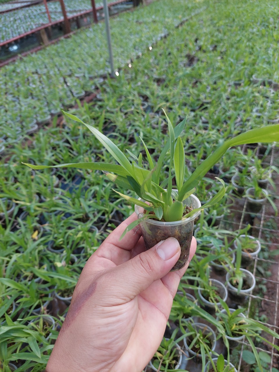 Lan Vũ nữ MTSSA.CAIRSS hàng giống NR