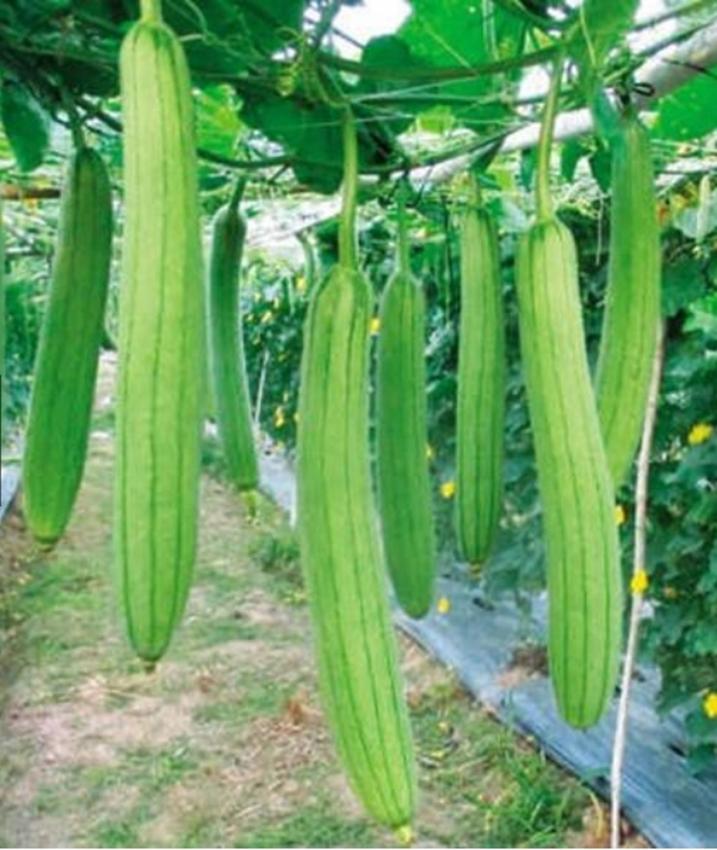 10 hạt giống mướp hương f1 - giống sai quả
