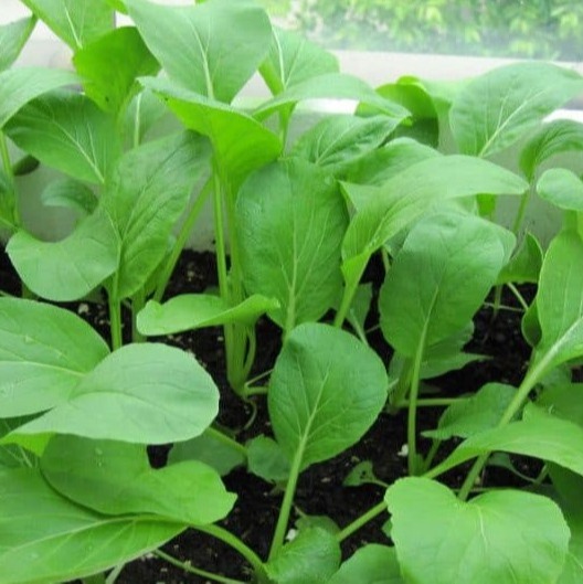 Hạt giống cải ngọt cọng xanh Thuận Điền