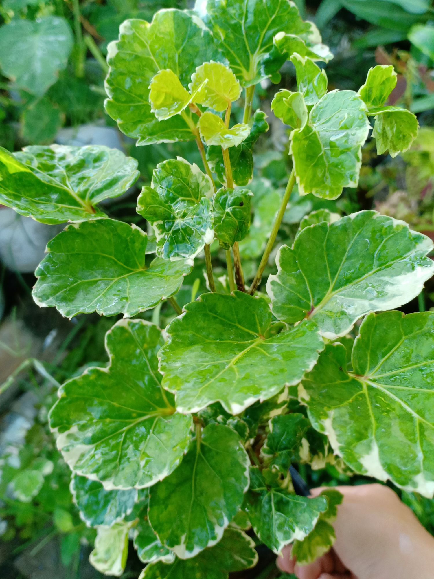 đinh lăng đồng tiền