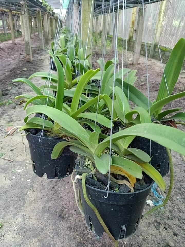 Lan rừng ngọc điểm (ghép chậu 1 cây)