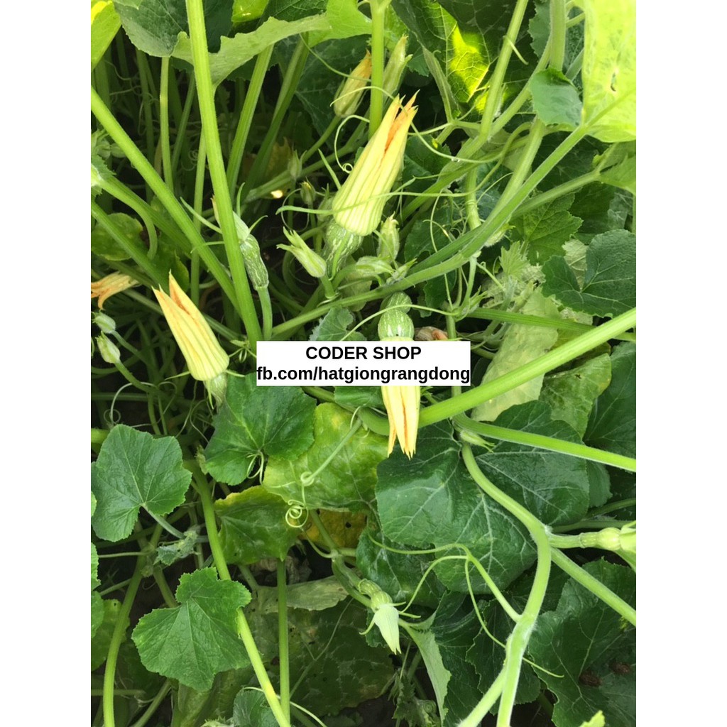 Hạt Giống Bí Nụ Rạng Đông 0.5Gram