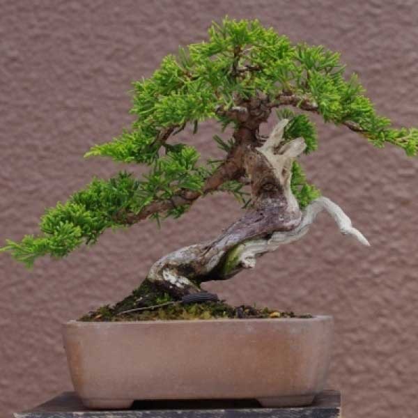 [ Viện Công Nghệ Sinh Học Nông Lâm ] Combo 03 cây giống TÙNG LA HÁN