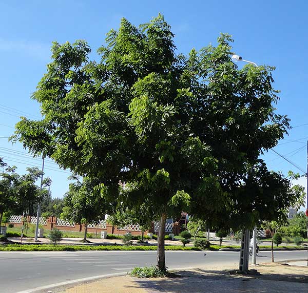 Cây giống Sao đen (giống trồng lấy gỗ).