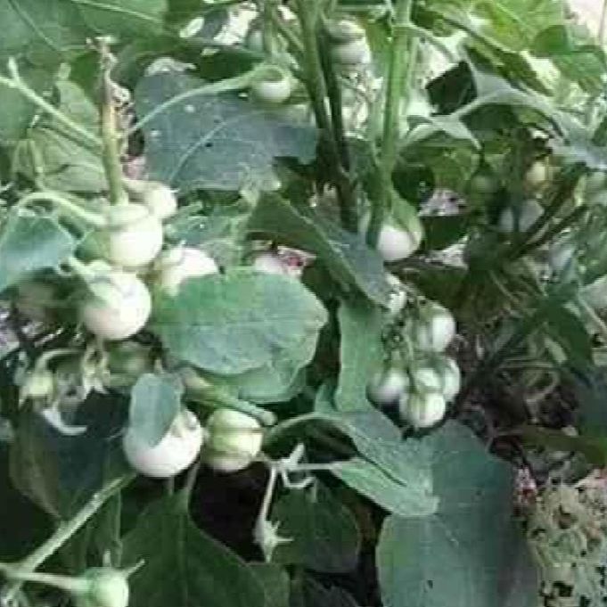 Hạt Giống Cà Pháo Trắng siêu trái/Gói 0.2gram