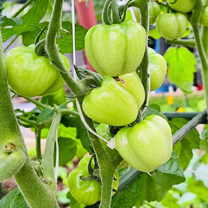 [Hạt giống Mỹ] Gói 5 hạt cà chua trái cây cherry dâu vàng Mỹ
