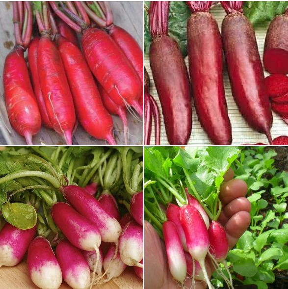 Hạt giống củ cải dài đỏ - Gói 2gram