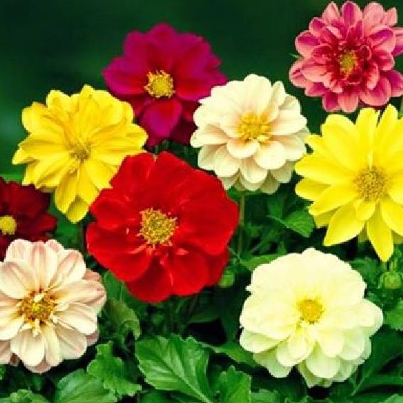 Hạt giống hoa thược dược mix màu- Gói 30 hạt