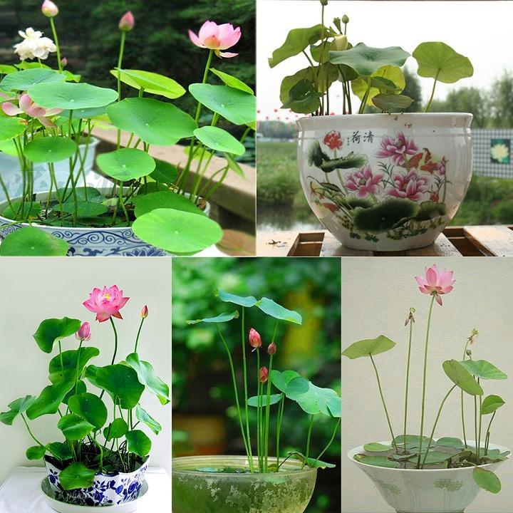 Hạt giống sen nhật mini - 10 hạt