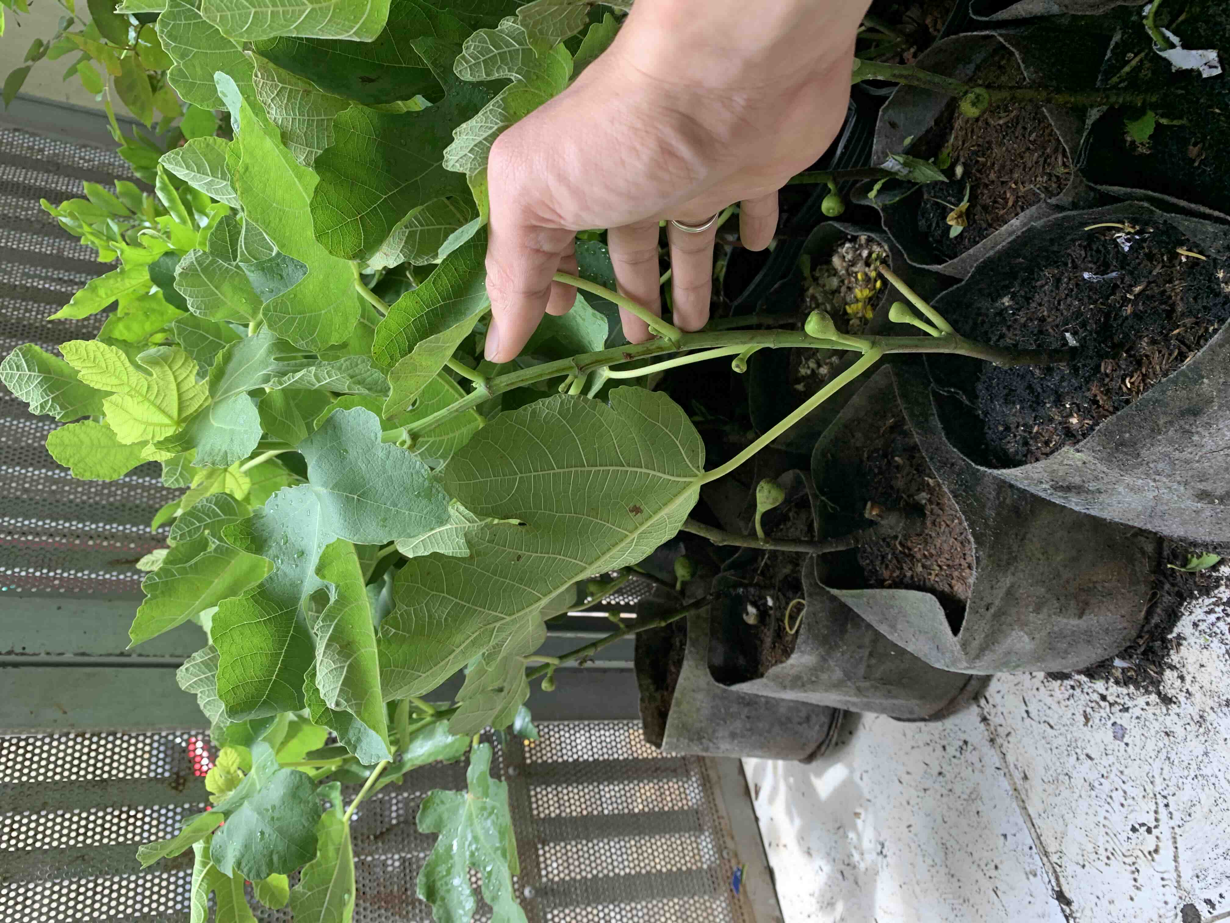 Cây Sung Mỹ siêu trái